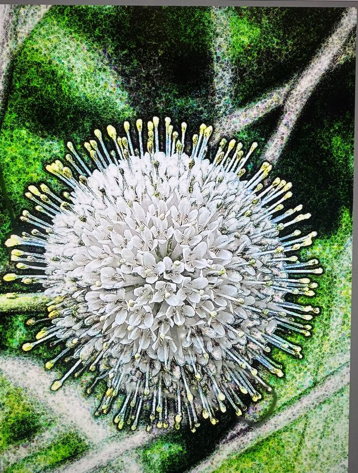 Buttonbush, Reimagined &mdash; The same bloom reworked into a high-contrast fine art print.