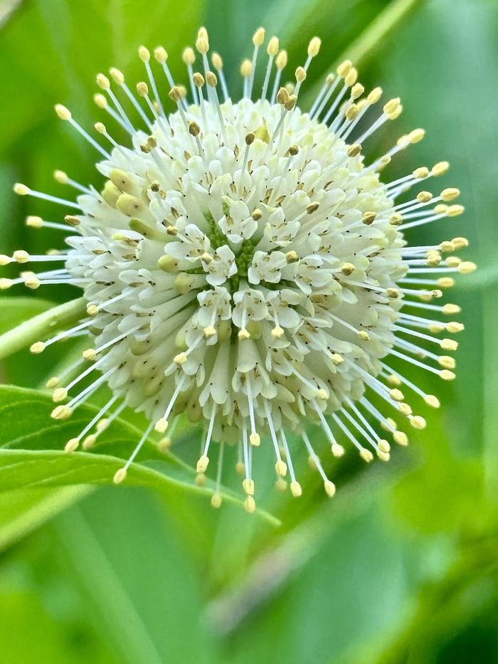 Buttonbush &mdash; The starburst bloom of a buttonbush against deep green leaves.