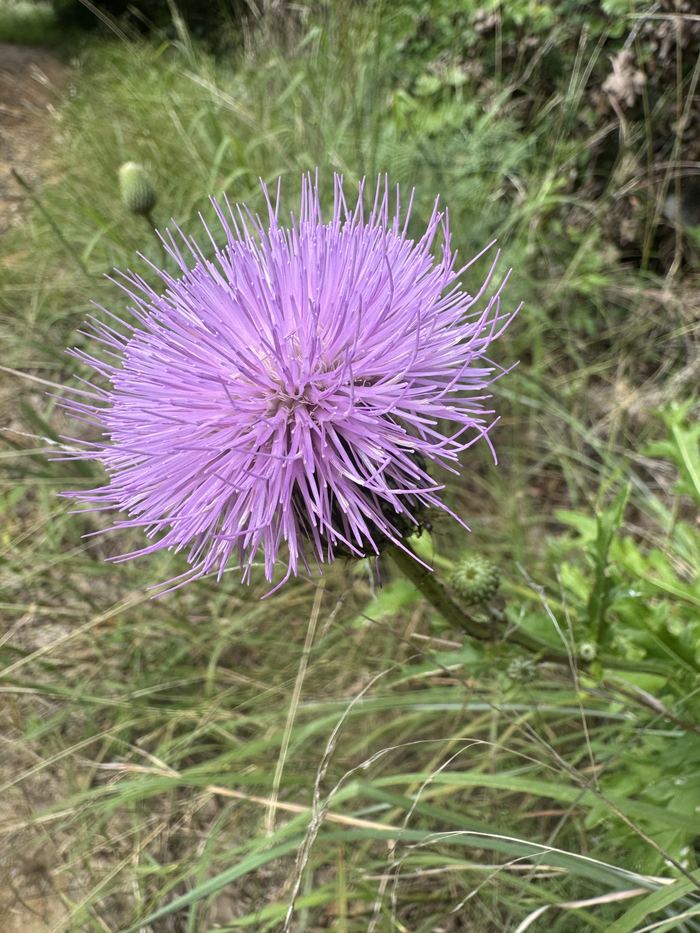 Texas Thistle &mdash; A wild thistle in full violet bloom along a summer trail.
